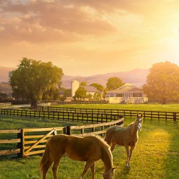 Ranch